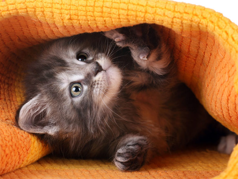 mascotas-miedo-petardos