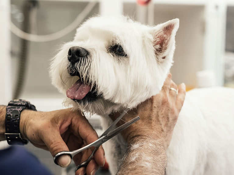 peluqueria-mascotas