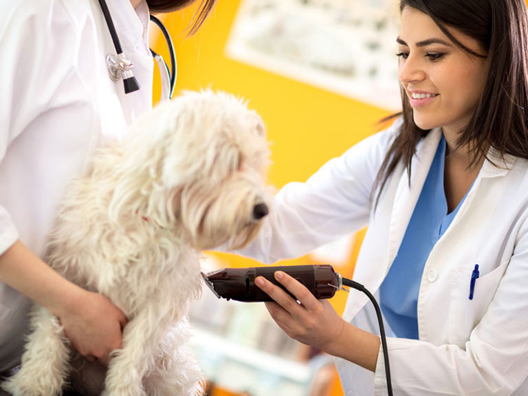 peluqueria-navidad-mascotas