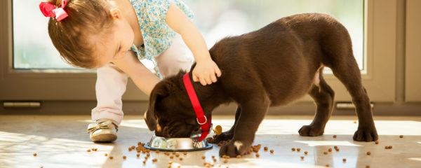 Planes de salud perro cachorro