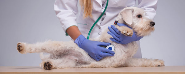 Planes de salud para perros