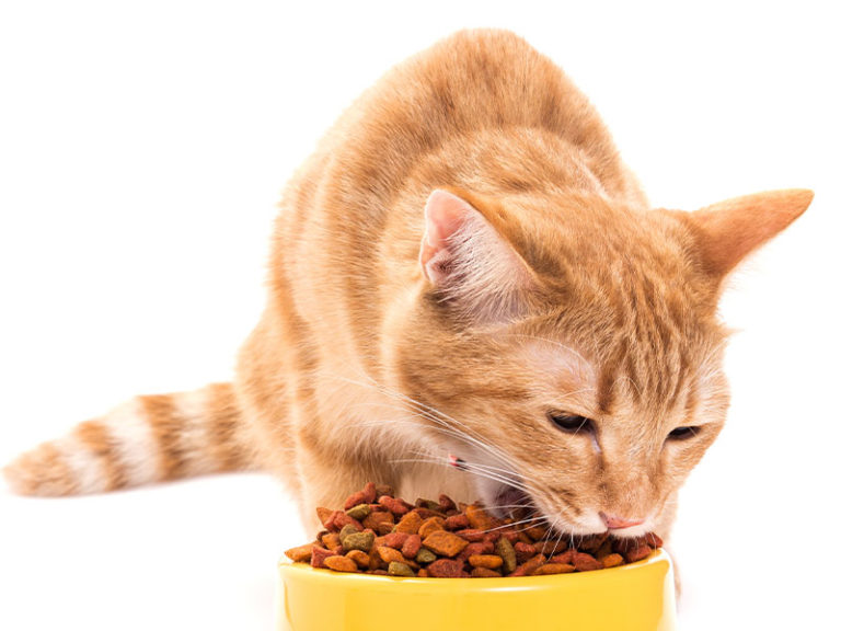 sobrepeso-mascotas-gatos