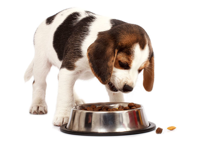 sobrepeso-mascotas-perros