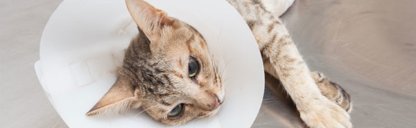 Sala Hospitalización gatos