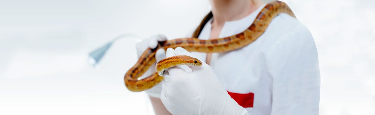 animales-exoticos-veterinario