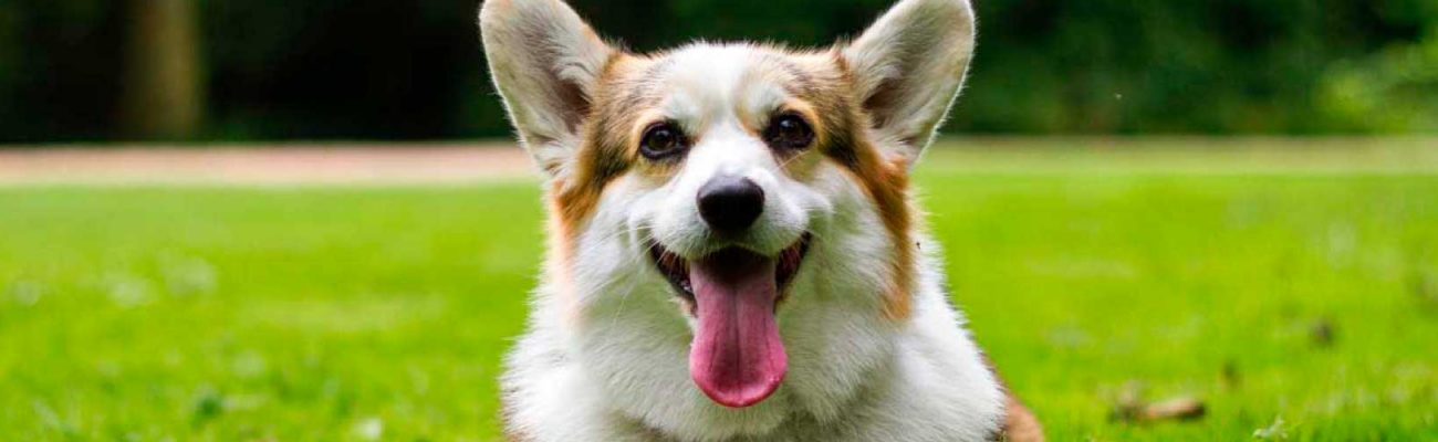 blog-parasitos-perros