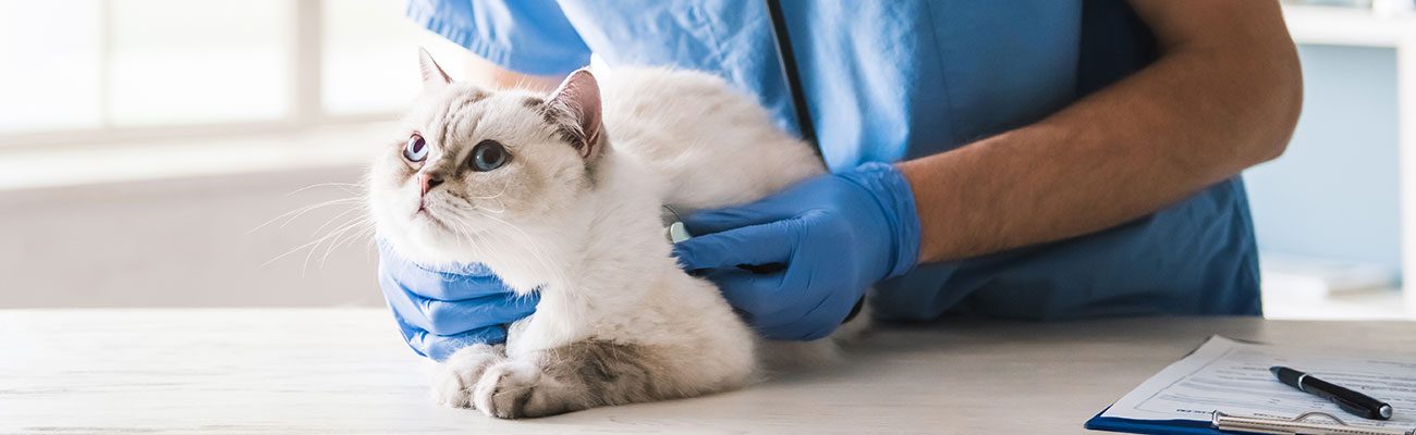 cardiacos-mascotas-veterinario