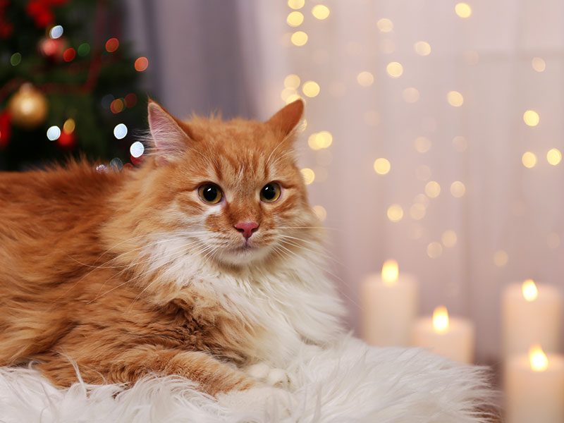 chequeo-gato-navidad