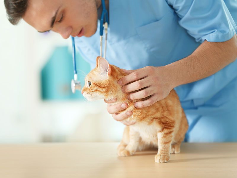 revisio-gats-mascotes