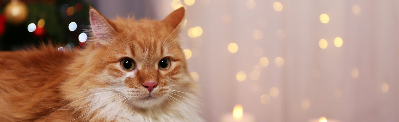 chequeo-gatos-navidad