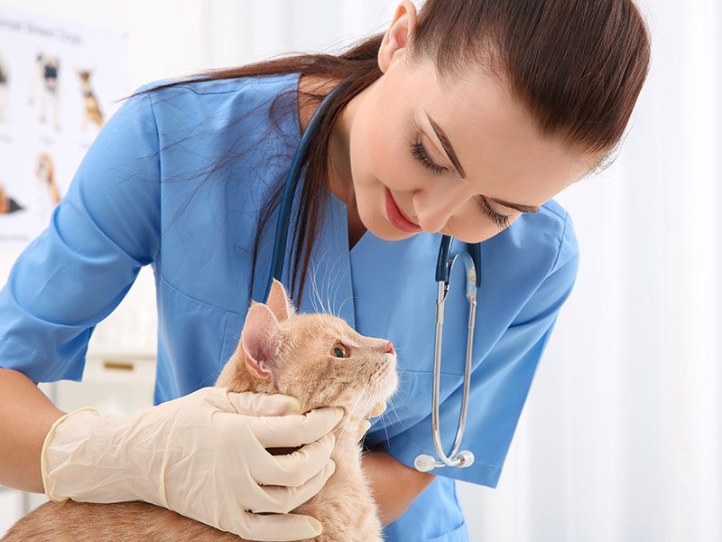 revisio-gats-veterinari