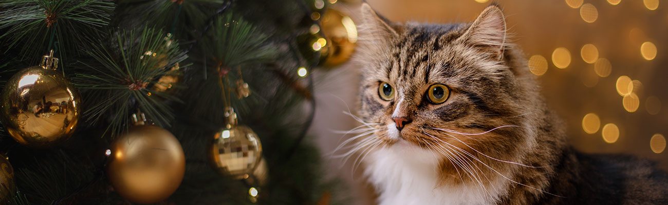 revisio-mascotes-nadal