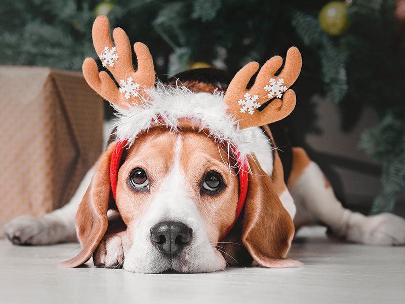 chequeo-perro-navidad