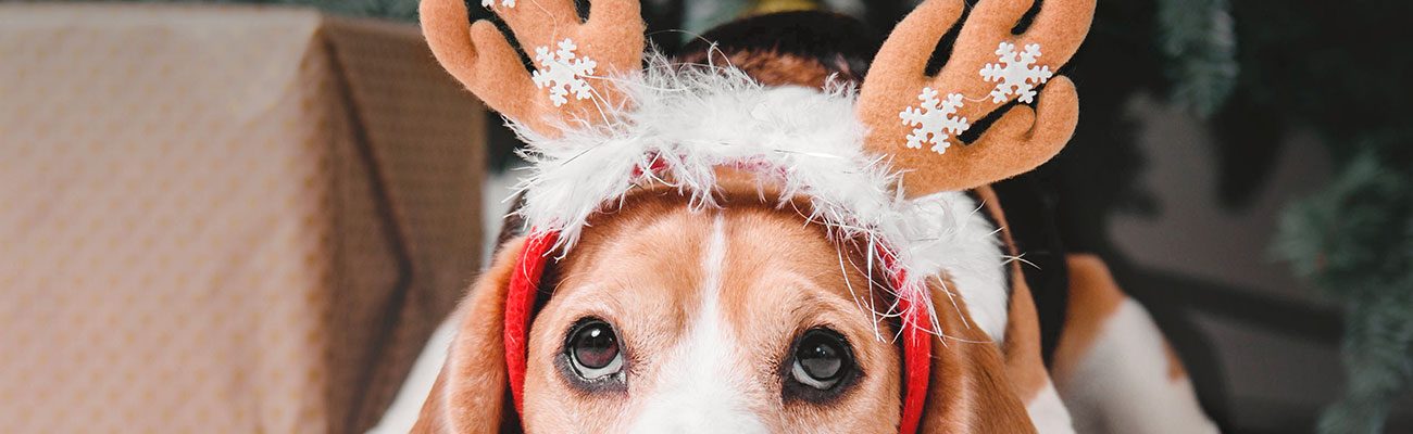 chequeo-perros-navidad