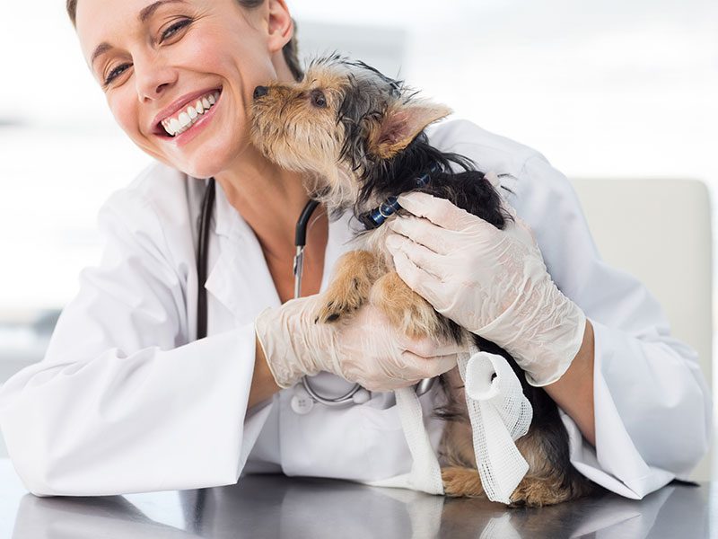 revisió-gossos-veterinaria