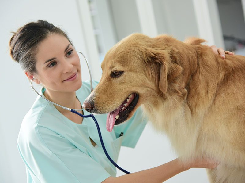 chequeo-perros-veterinario