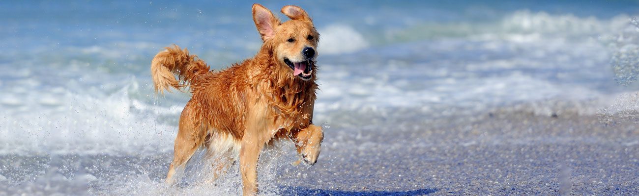 conejos-verano-mascotas