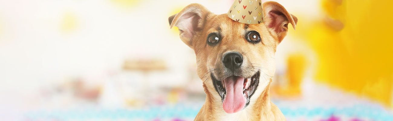 cumpleanos-mascotas