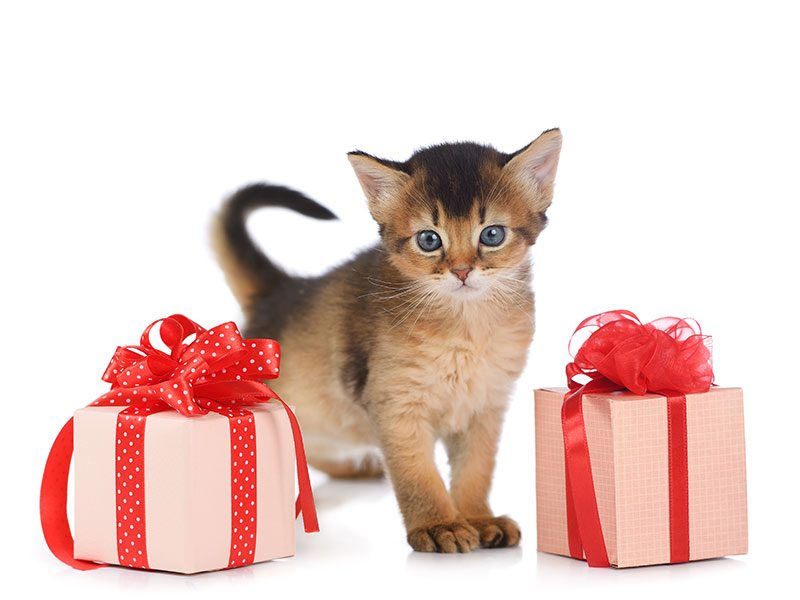 descuento-veterinario