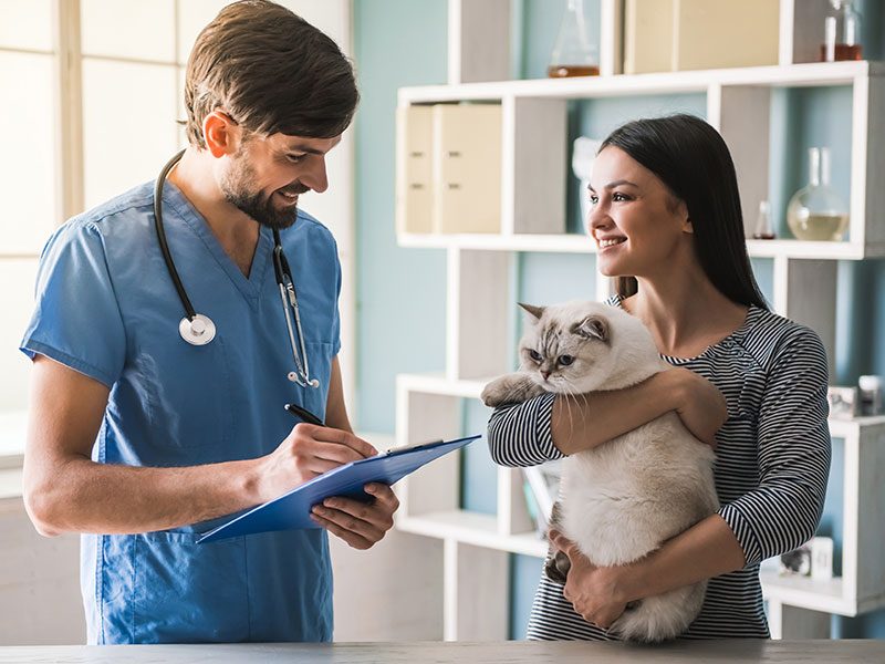 echamos-de-menos-gato-veterinario