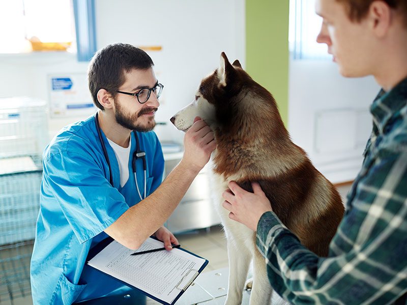 echamos-de-menos-perro-veterinario