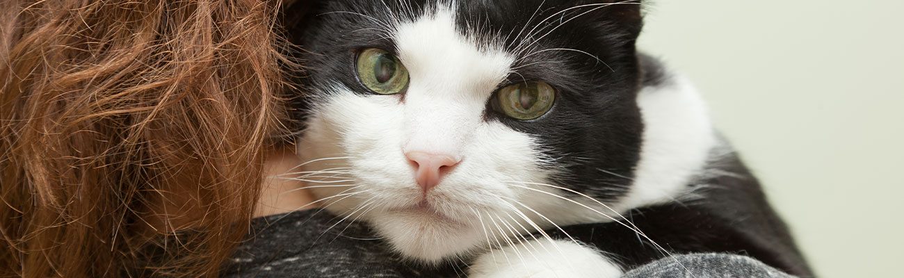 echamos-de-menos-veterinario