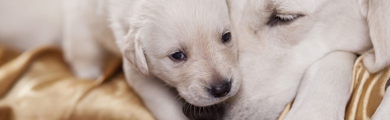 ecografia-mascotas-veterinario