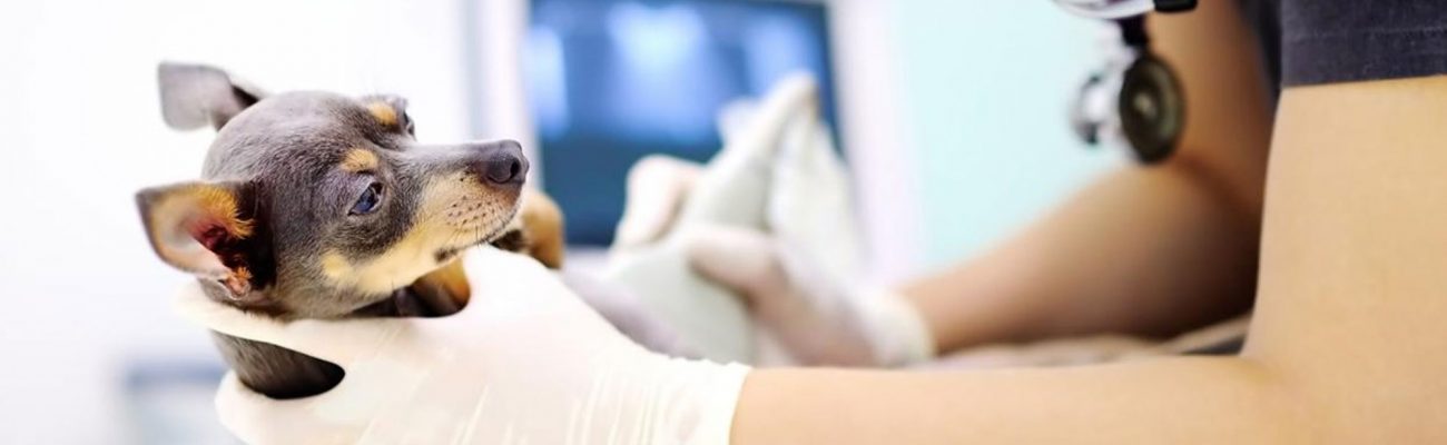 ecografia-veterinaria