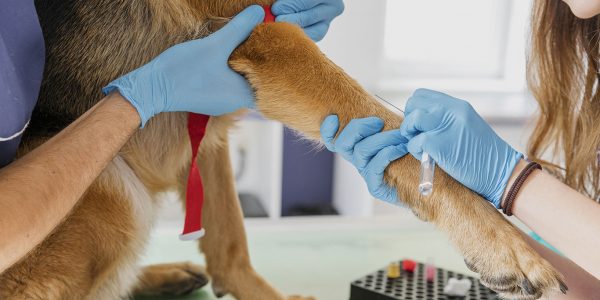 especialidades-veterinarias