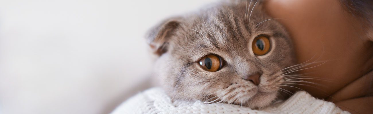 esterilizacion-gata-veterinario