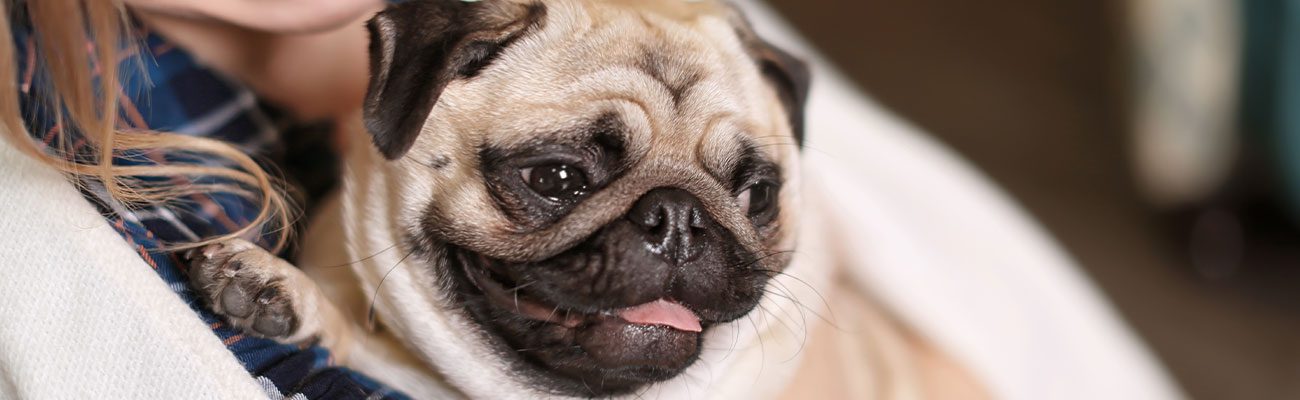 esterilizacion-perra-veterinario