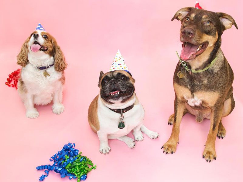 feliz-cumpleanos-mascota-veterinario