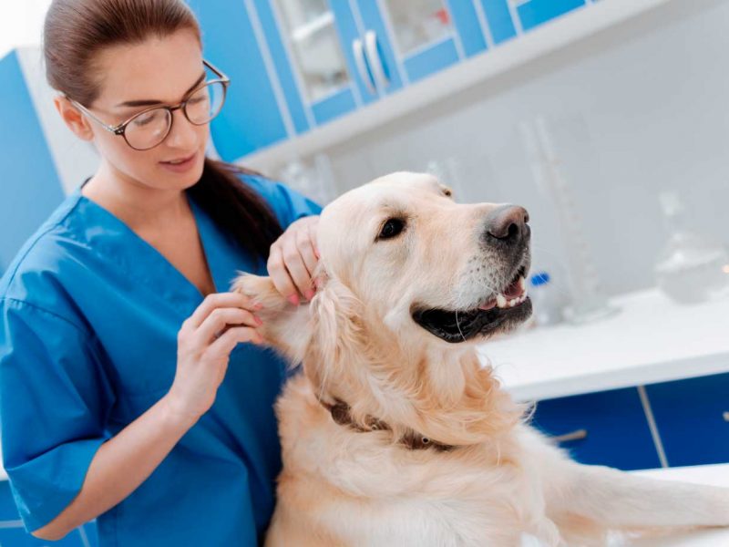 frakmenta-servicios-veterinarios-fraccionados-perro