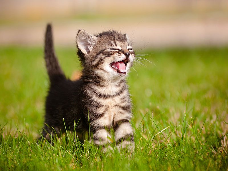 gato-cachorro-promocion