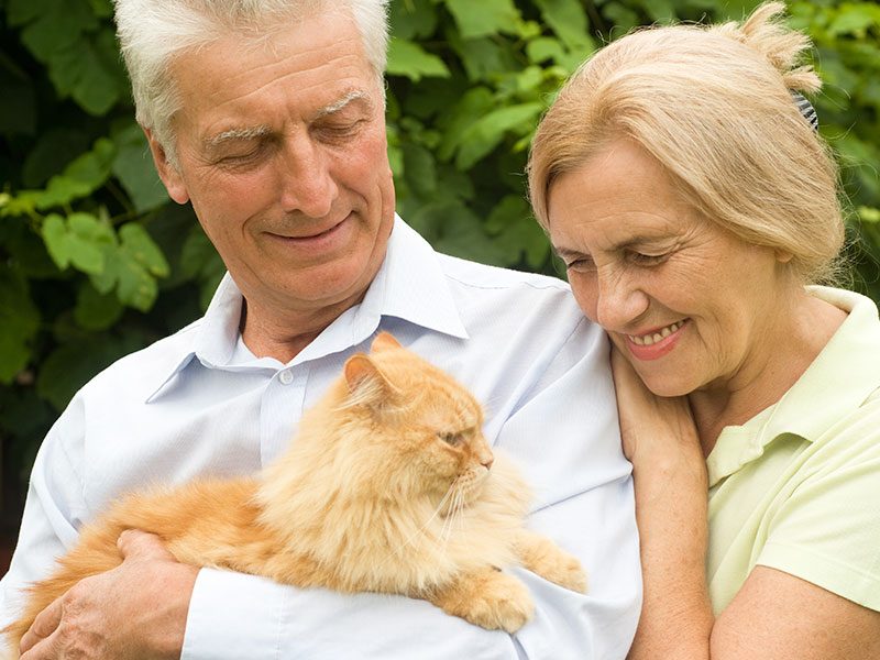 geriatria-mascotas-veterinario