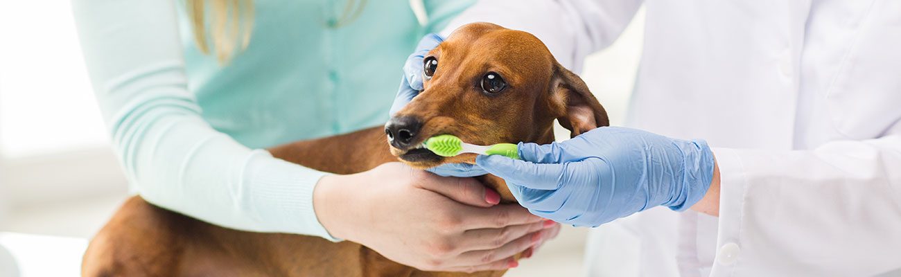 higiene-bucal-mascotas