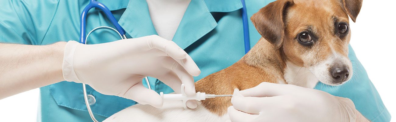 medicina-interna-veterinario