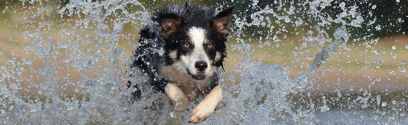 leishmania-mascota-parasitos