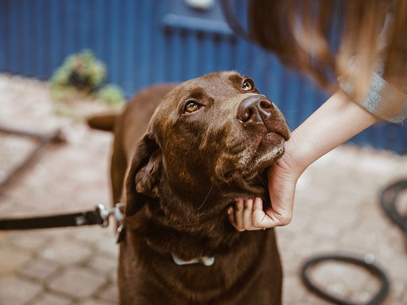 leishmania-parasitos-perros