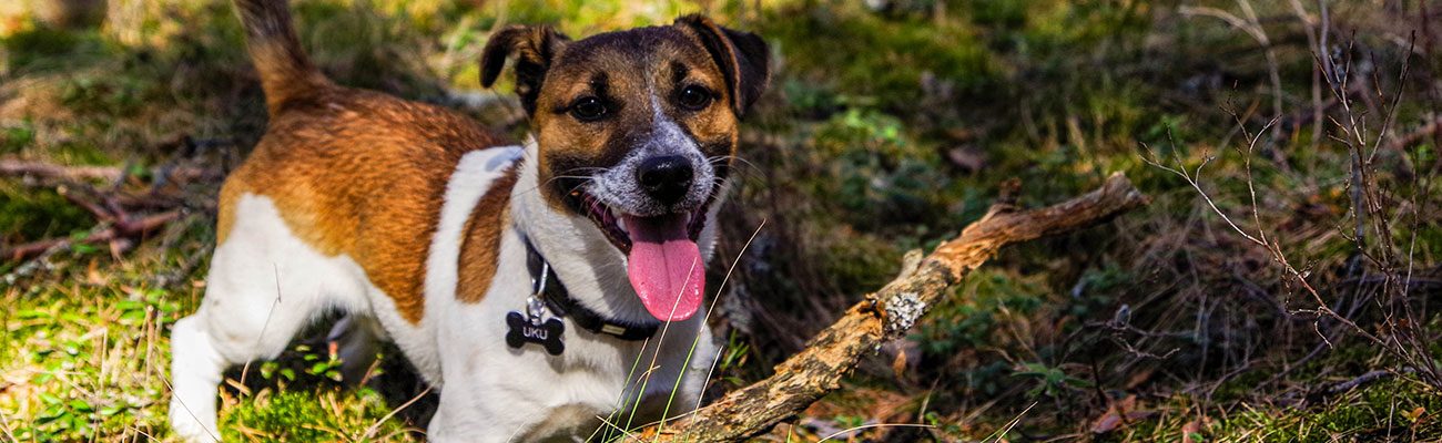 leishmania-prevencion