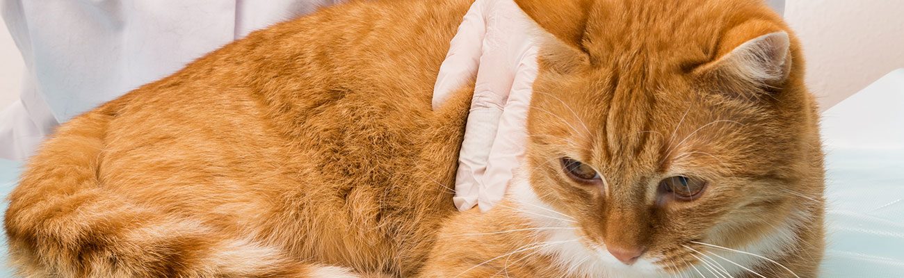 medicina-felina-exoticos-veterinario