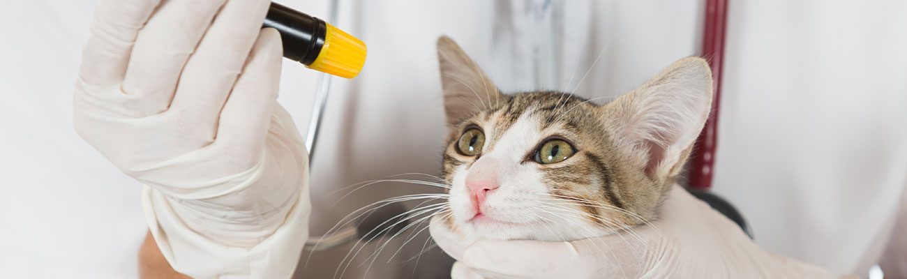 oftalmologia-veterinario