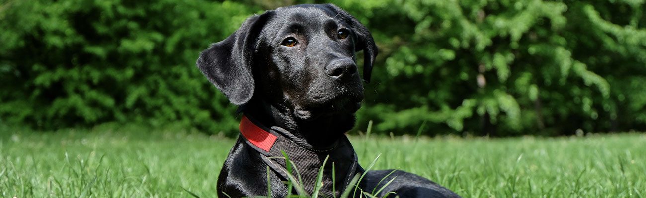 parasitos-perro-veterinario