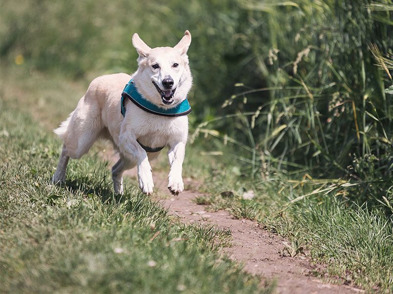 parasitos-perros-mascotas