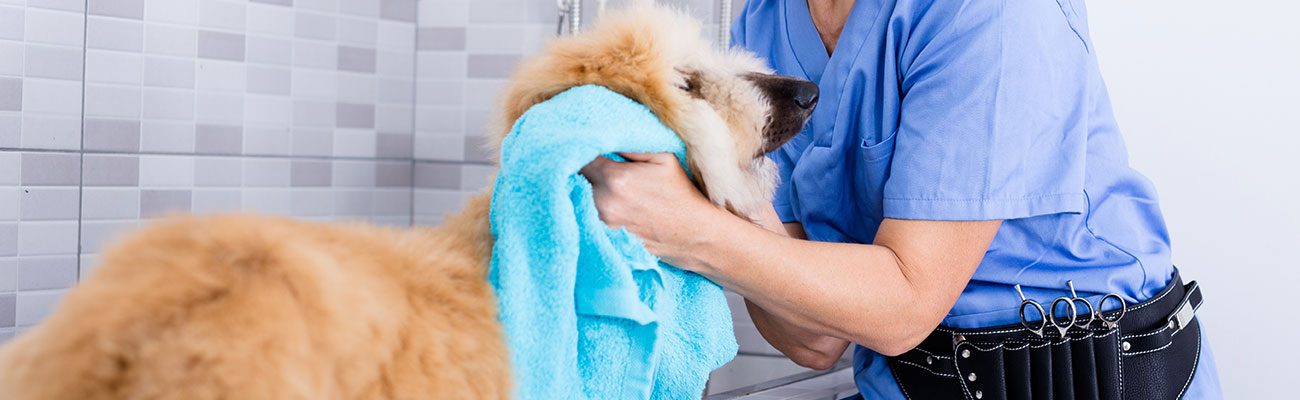peluqueria-canina-felina-veterinario
