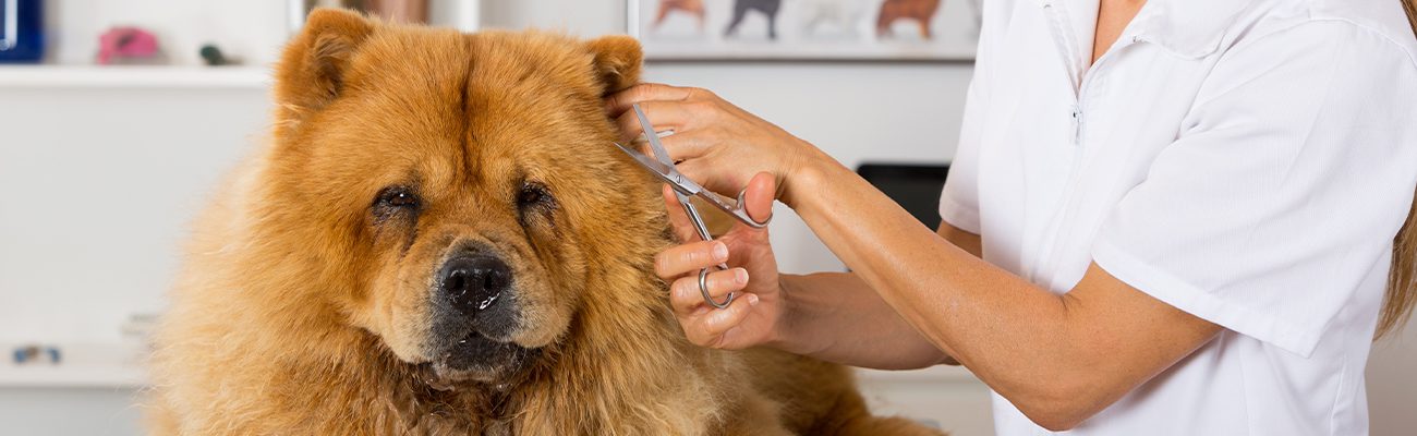 peluqueria-estetica-mascotas