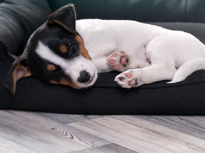 perro-cachorro-promocion