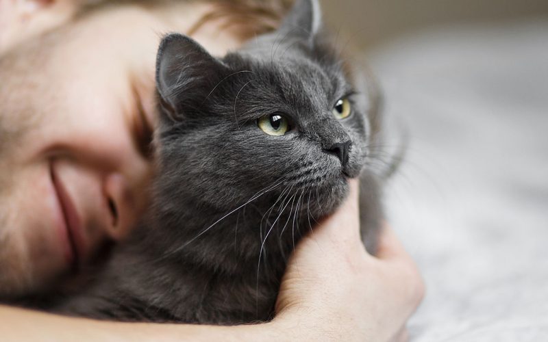 planes-salud-gato-adulto