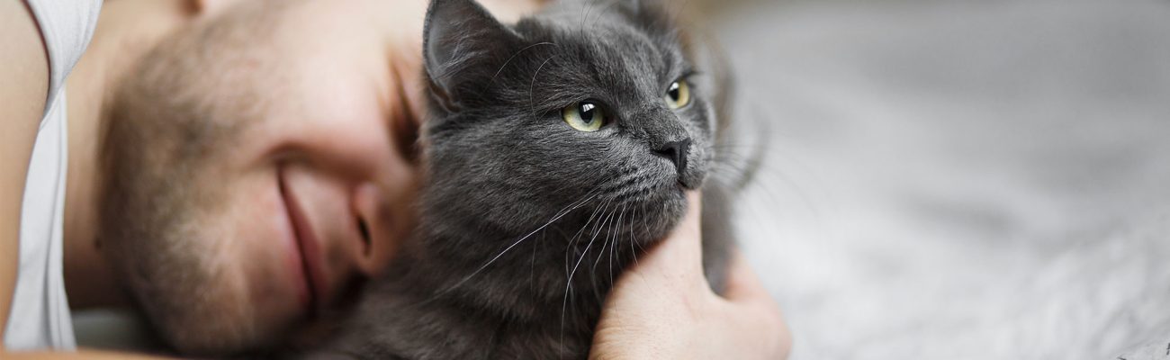 planes-salud-gato-adulto