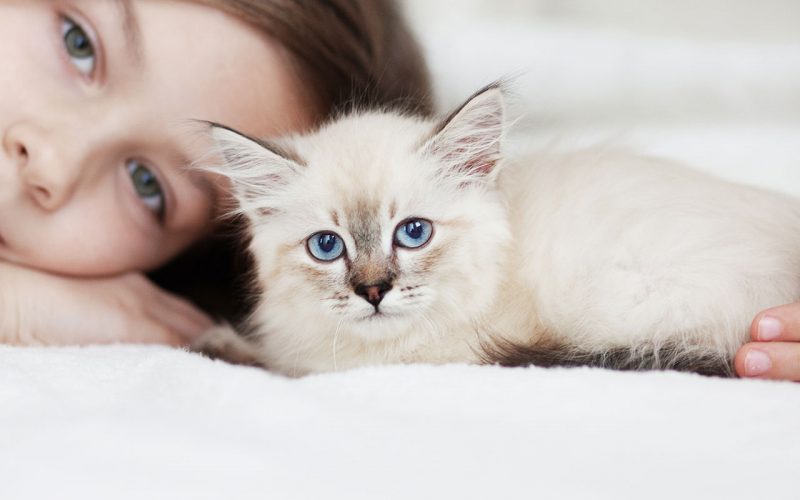 planes-salud-gato-cachorro